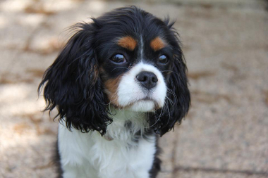 Darden Cavaliers Black Pearl