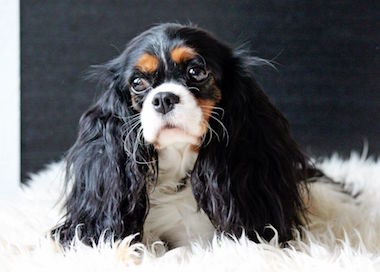 Darden Cavaliers Black Pearl