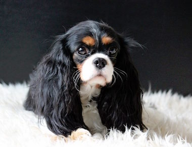 Darden Cavaliers Black Pearl