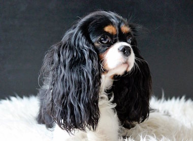 Darden Cavaliers Black Pearl