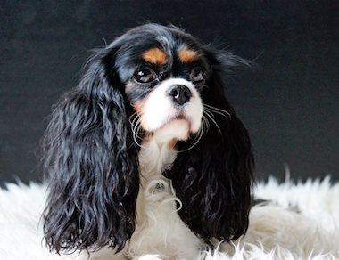 Darden Cavaliers Black Pearl