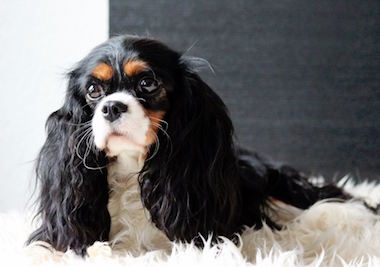 Darden Cavaliers Black Pearl