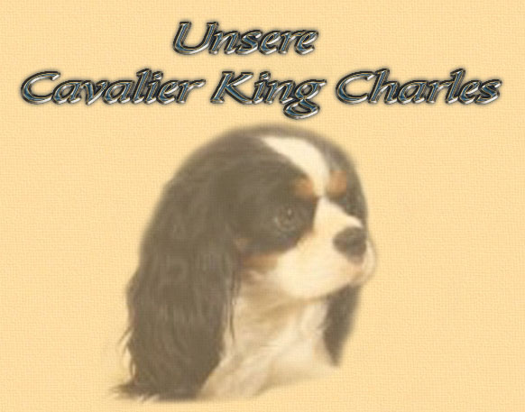 Cavalier-King-Charles Spaniel