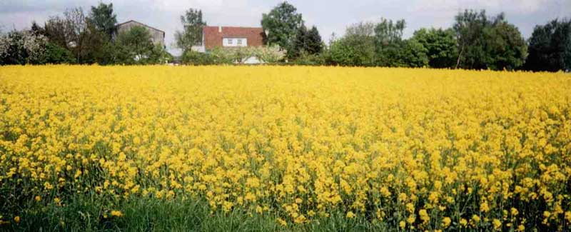 Unser Zuhause mit Feldblick